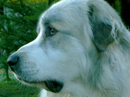 Pyrenäenberghund Hunde Foto 36028 in höherer Auflösung ansehen Pyrenäenberghund