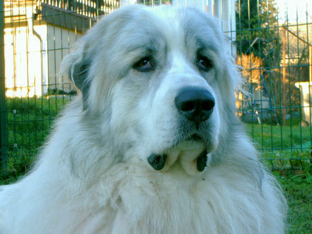 Pyrenäenberghund Hunde Foto 36029 in höherer Auflösung ansehen Pyrenäenberghund