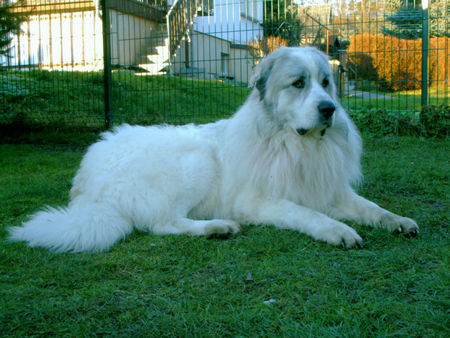 Pyrenäenberghund Hunde Foto 36030 in höherer Auflösung ansehen Pyrenäenberghund