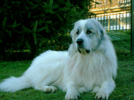 Pyrenäenberghund Hunde Foto 36031 in höherer Auflösung ansehen Pyrenäenberghund