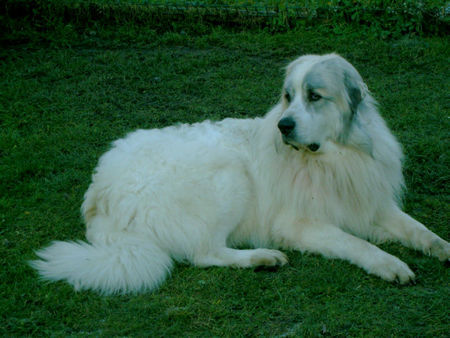 Pyrenäenberghund Hunde Foto 36032 in höherer Auflösung ansehen Pyrenäenberghund