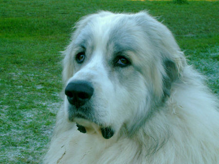 Pyrenäenberghund Hunde Foto 36026 in höherer Auflösung ansehen Pyrenäenberghund