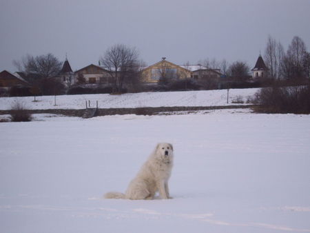 Pyrenäenberghund Mein Revier der Senftenberger See zugefroren