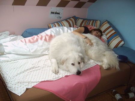 Pyrenäenberghund Hunde Foto 35862 Pyrenäenberghund Hier kriegt Ihr mich nicht runter