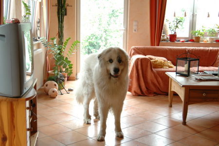 Pyrenäenberghund Hunde Foto 41676 in höherer Auflösung ansehen Pyrenäenberghund of the living Snowdrift