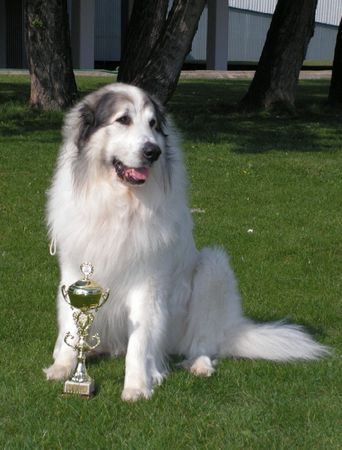Pyrenäenberghund Hunde Foto 38477 Pyrenäenberghund World Winner ICH. Cyro Mountain Almanach