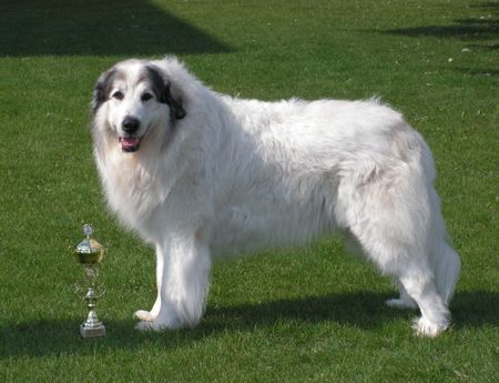Pyrenäenberghund Hunde Foto 38476 Pyrenäenberghund World Winner ICH. Cyro Mountain Almanach