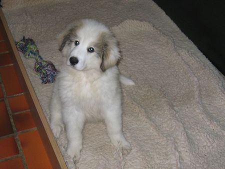 Pyrenäenberghund Hunde Foto 37577 in höherer Auflösung ansehen Pyrenäenberghund Caresse
