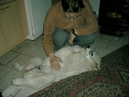 Pyrenäenberghund Hunde Foto 37859 in höherer Auflösung ansehen Pyrenäenberghund tut das gut