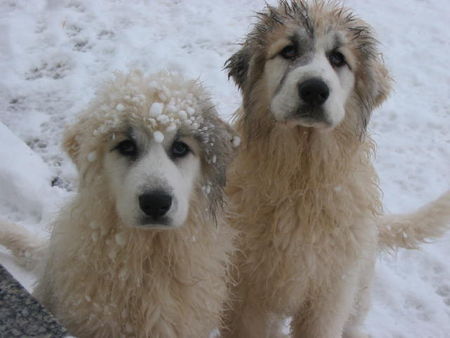 Pyrenäenberghund Hunde Foto 30078 Pyrenäenberghund Welpen of the living Snowdrift