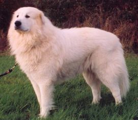 Pyrenäenberghund Hunde Foto 35980 in höherer Auflösung ansehen Pyrenäenberghund Chavez