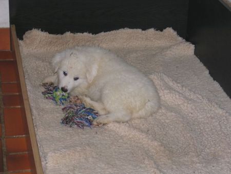 Pyrenäenberghund Hunde Foto 37578 in höherer Auflösung ansehen Pyrenäenberghund Cyane (9 Wochen alt)