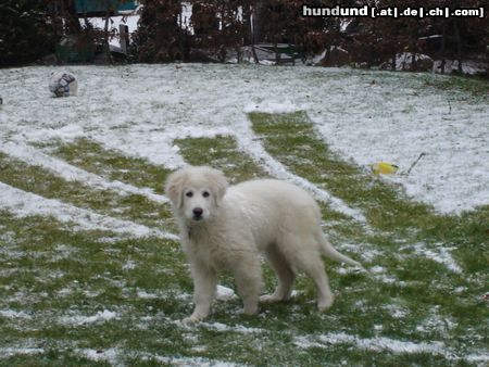 Pyrenäenberghund Sandokan 13.Wochen alt