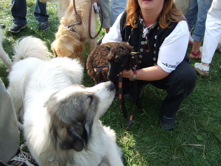 Pyrenäenberghund Hunde Foto 39686 in höherer Auflösung ansehen Pyrenäenberghund Eyk vom Rüdenstein