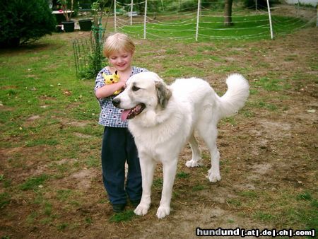 Pyrenäenberghund Conny mit Freundin