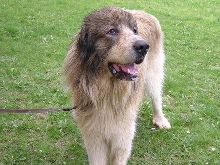 Pyrenäenberghund Hunde Foto 39707 in höherer Auflösung ansehen Pyrenäenberghund Eyk vom Rüdenstein