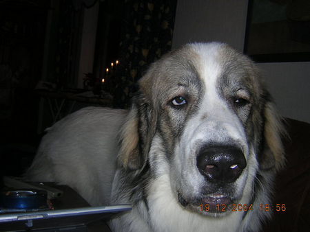 Pyrenäenberghund Hunde Foto 39833 in höherer Auflösung ansehen Pyrenäenberghund Was für eine Nacht!