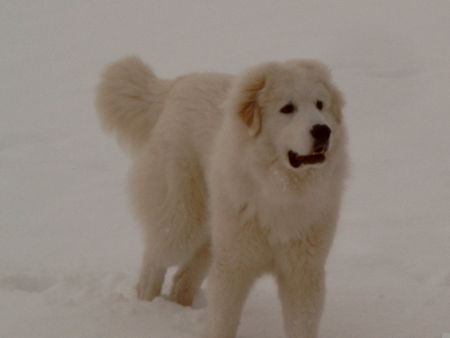 Pyrenäenberghund Hunde Foto 33273 in höherer Auflösung ansehen Pyrenäenberghund Oh ja, den Schnee lieben wir über alles