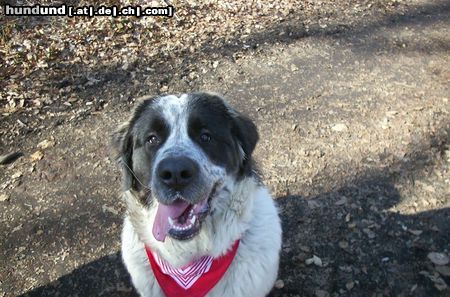 Pyrenäenberghund Kaja