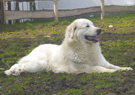 Pyrenäenberghund Hunde Foto 28827 in höherer Auflösung ansehen Pyrenäenberghund Symfonie van Merode DELILAH, bester Pyrenäenberghund 2004 KfuH/VDH