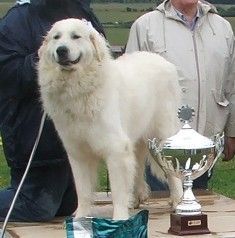 Pyrenäenberghund Hunde Foto 35039 in höherer Auflösung ansehen Pyrenäenberghund Delilah