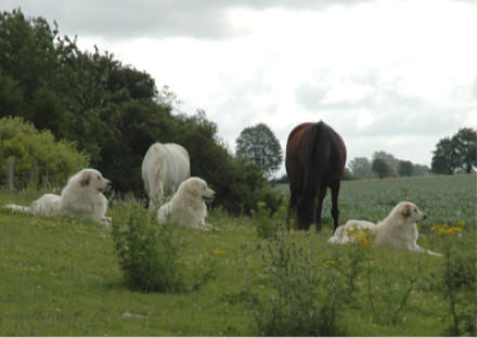 Pyrenäenberghund Hunde Foto 38710 Pyrenäenberghund Pyrenäenberghunde vom Araberhof VDH/FCI