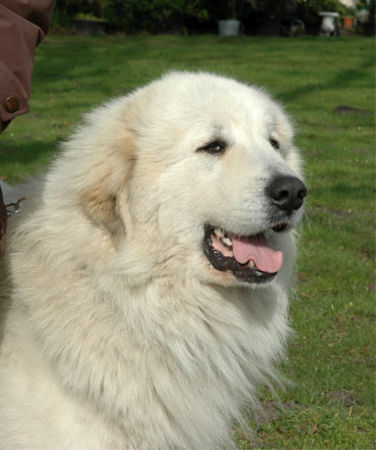 Pyrenäenberghund Hunde Foto 41688 Pyrenäenberghund Faraud vom Araberhof, Europajugendsieger