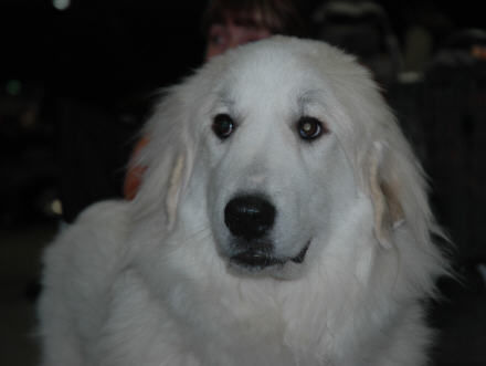 Pyrenäenberghund Hunde Foto 37427 Pyrenäenberghund Fay vom Araberhof