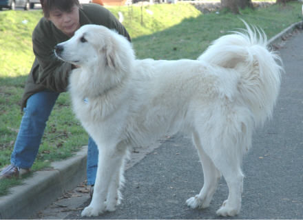Pyrenäenberghund Hunde Foto 37428 Pyrenäenberghund Fay vom Araberhof
