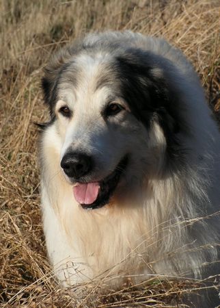 Pyrenäenberghund Hunde Foto 36114 Pyrenäenberghund Monty