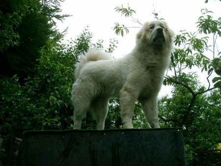 Pyrenäenberghund Hunde Foto 29337 Pyrenäenberghund Bozena of the living Snowdrift