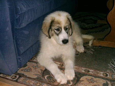 Pyrenäenberghund Hunde Foto 28896 Pyrenäenberghund Ginna