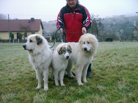 Pyrenäenberghund Hunde Foto 28897 Pyrenäenberghund Ginna, Bozena, Cedrik Montain Almanach, Bruder von Cyro Montain Almanach