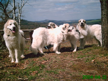 Pyrenäenberghund Hunde Foto 30821 Pyrenäenberghund Haika, Bozena, Ginna & Cedrik
