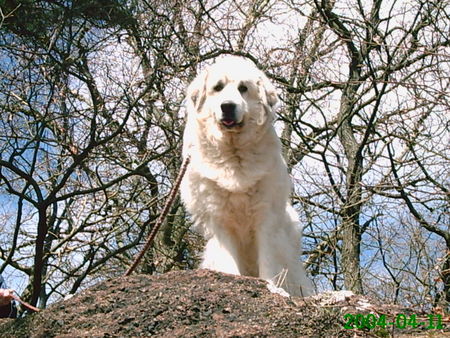 Pyrenäenberghund Hunde Foto 30843 Pyrenäenberghund Haika von Merlau