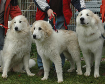Pyrenäenberghund Hunde Foto 43372 Pyrenäenberghund Gavarnie
