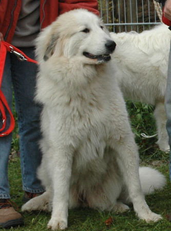 Pyrenäenberghund Hunde Foto 43370 in höherer Auflösung ansehen Pyrenäenberghund Gavarnie