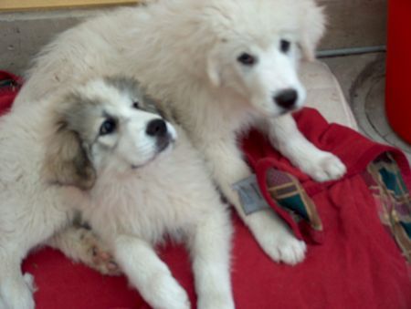 Pyrenäenberghund Hunde Foto 42261 in höherer Auflösung ansehen Pyrenäenberghund Pyris aus Österreich
