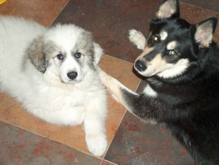 Pyrenäenberghund Coco of the living Snowdrift mit neuer Freundin