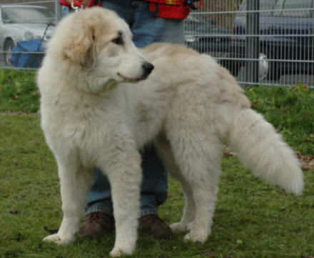 Pyrenäenberghund Hunde Foto 43371 in höherer Auflösung ansehen Pyrenäenberghund Gavarnie