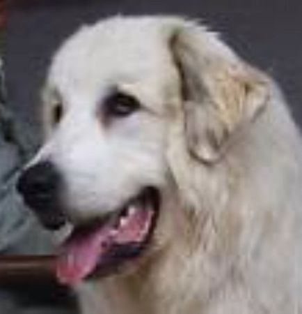Pyrenäenberghund Monty