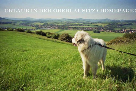 Pyrenäenberghund Hunde Foto 32235 in höherer Auflösung ansehen Pyrenäenberghund das ist meine Heimat .Auslauf so viel ich möchte