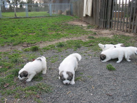 Pyrenäenberghund Hunde Foto 35821 Pyrenäenberghund 32 Tage jung