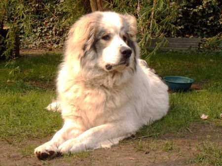 Pyrenäenberghund Hunde Foto 35306 in höherer Auflösung ansehen Pyrenäenberghund Cira 1 Jahr alt
