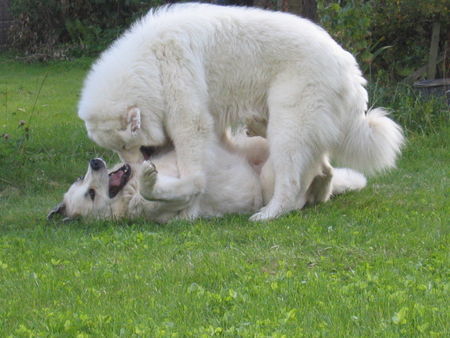 Pyrenäenberghund Hunde Foto 37371 in höherer Auflösung ansehen Pyrenäenberghund Kasimir und Gunda