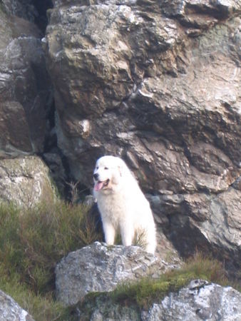 Pyrenäenberghund Hunde Foto 37373 in höherer Auflösung ansehen Pyrenäenberghund Kasimir