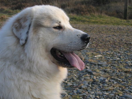 Pyrenäenberghund Hunde Foto 37390 in höherer Auflösung ansehen Pyrenäenberghund Kasimir