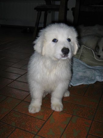 Pyrenäenberghund Hunde Foto 37579 in höherer Auflösung ansehen Pyrenäenberghund Cyane (9 Wochen alt)