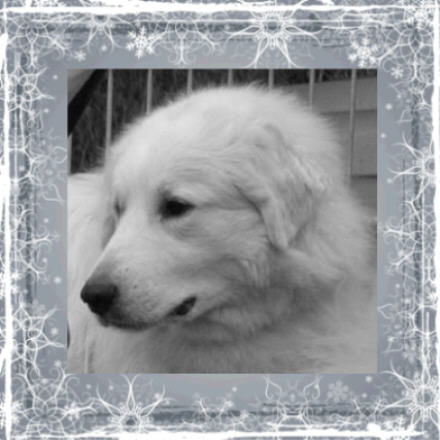 Pyrenäenberghund Hunde Foto 43377 in höherer Auflösung ansehen Pyrenäenberghund Genesis