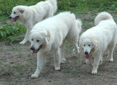 Pyrenäenberghund Hunde Foto 38705 Pyrenäenberghund Pyrenäenberghunde vom Araberhof VDH/FCI